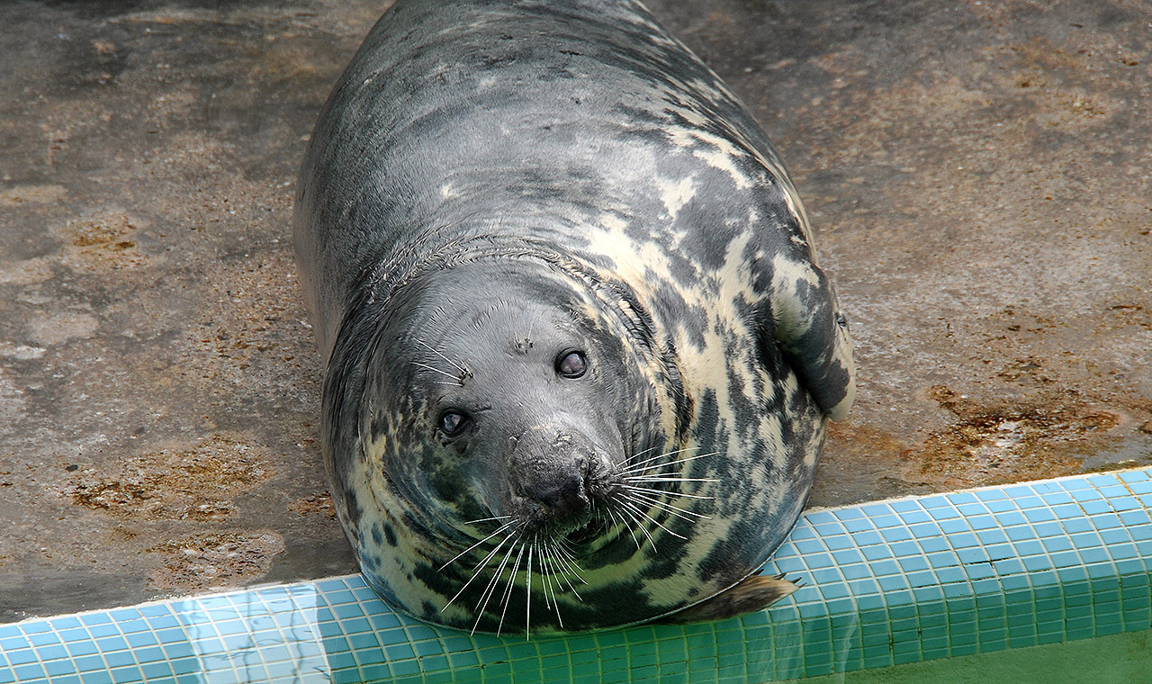 Seal Sanctuary Gweek